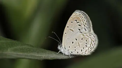 Una de las mariposas identificadas por primera vez en Emiratos Árabes Unidos. (Binish Roobas)