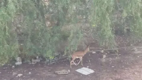 Una imagen de arboleda del emirato de Sharjah. (EL CORREO)