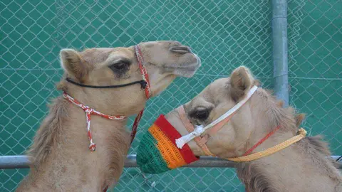 Dos ejemplares de camellos. (EL CORREO)