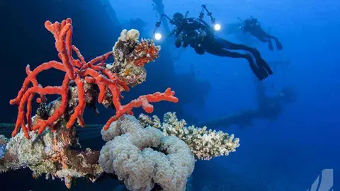 El nuevo destino de Flydubai en Jorndania, Aqaba, atraerá a los amantes del buceo. (Flydubai, Facebook)