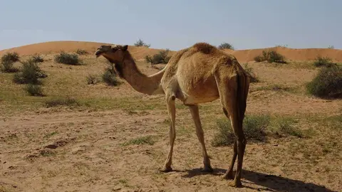 Un camello en Emiratos Árabes. (EL CORREO)