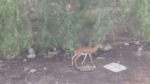 Una gacela árabe en Emiratos Árabes. (EL CORREO)