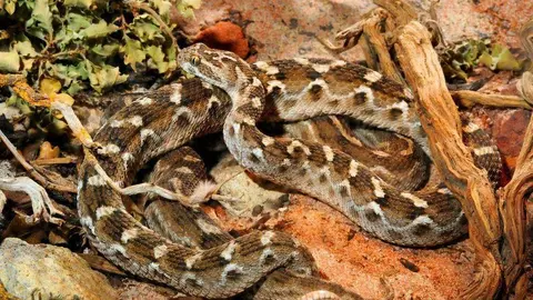 Imagen de una víbora de la Sierra,