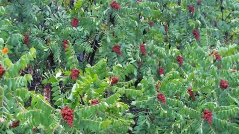 Una imagen del arbusto Rhus Coriaria.