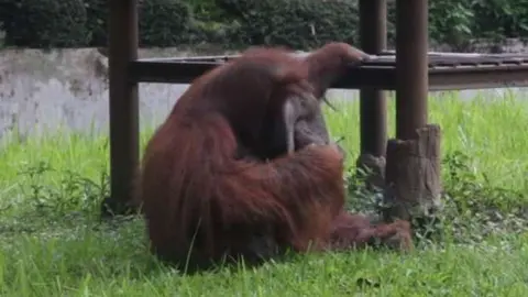 El orangután fumando el cigarrillo.