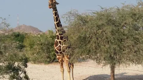 Una jirafa en la Isla de Sir Bani Yas de Abu Dhabi. (EL CORREO)