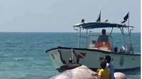 La segunda ballena aparecida en un mes en las playas de RAK.