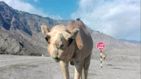 Camellos en Om&aacute;n. (Alicia Bassa)
