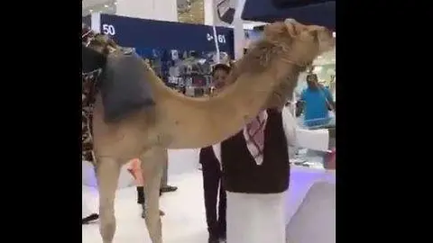 El camello y su dueño realizaron algunas compras.