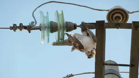 Un ave en un poste eléctrico. (WAM)