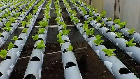 Lechugas hidropónicas.