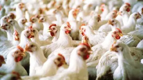 Aves de corral rusos podrían ser portadores de Gripe Aviar.