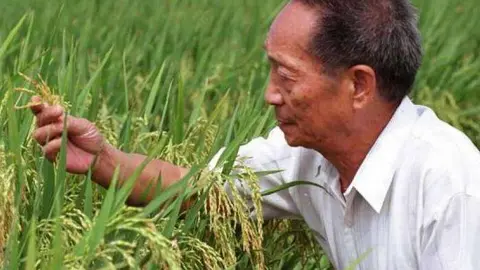 Yuan Longping (foto: Xinhua)