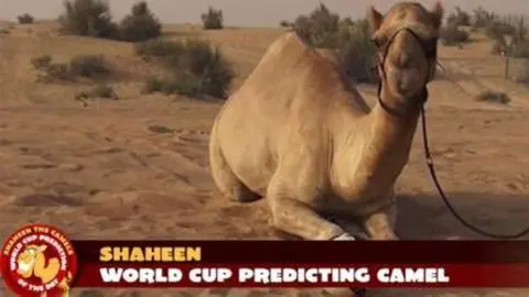 El camello Shaheen en su granja de Dubai.