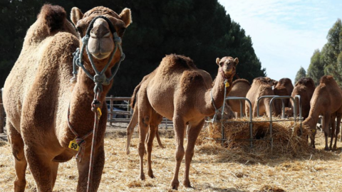 Camellos en una granja australiana.