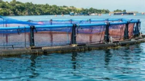 Andrómeda Ibérica tiene piscifactorías en el mediterráneo español.