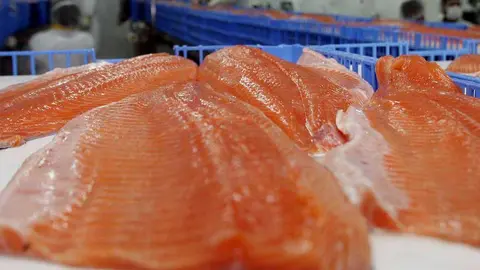 Chile es el segundo productor de salmón en el mundo.