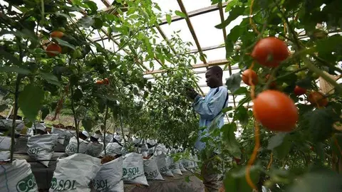 Un hombre trabaja en un huerto de tomates hidropónicos. (AFP)