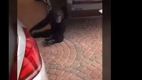 El chimpancé de paseo por Riad.