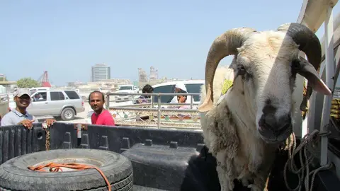 Imagen del mercado de corderos de Ras Al Khaimah durante el Eid Al Adha. (R. Pérez)