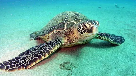 Un ejemplar de tortuga verde.