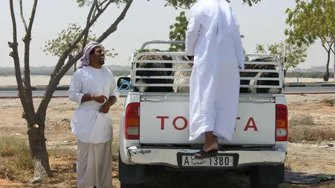 Imagen del mercado de corderos de Ras Al Khaimah. (R. Pérez)