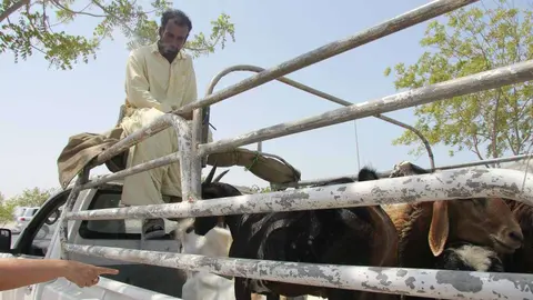 Mercado de corderos en Ras Al Khaimah para el Eid Al Adha. (EL CORREO)