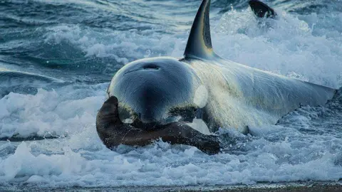 La orca llevaba a su cría con la nariz.