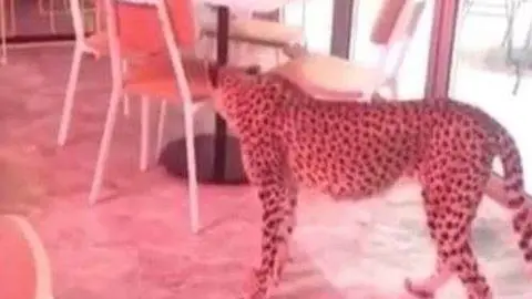 Una imagen de las redes sociales del guepardo en el café.