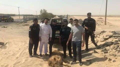 El león antes de ser trasladado al zoo de Kuwait.