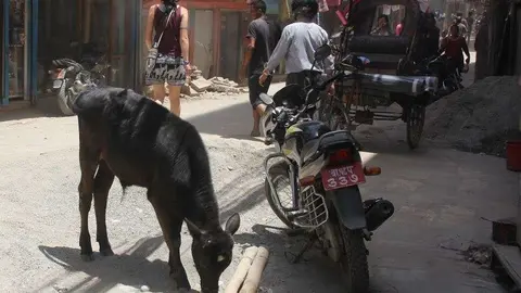 Las vacas son animales sagrados en muchos lugares de la India. (EL CORREO)