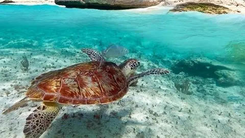 Una tortuga en las aguas de Omán.