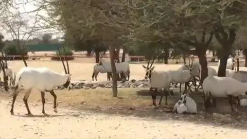 Ejemplares de óryx árabes en Abu Dhabi. (EL CORREO)