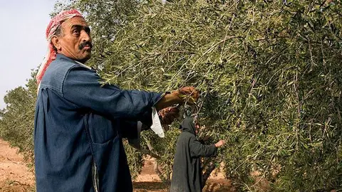 Trabajadores recolectan aceitunas en Túnez.