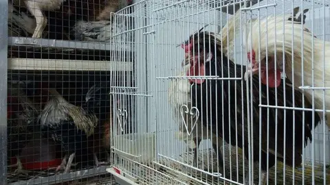 Pollos en una granja de EAU. (EL CORREO)