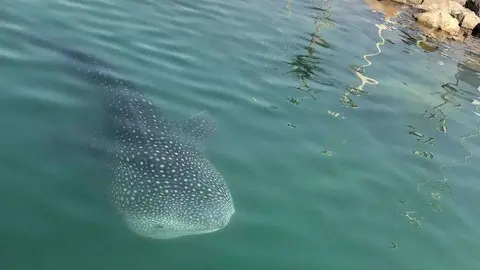 La Agencia de Medio Ambiente acompaña su advertencia con esta fotografía del tiburón ballena. (@EADTweets)