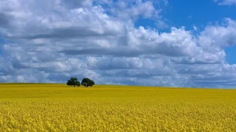 Una imagen australiana. (Fuente externa)
