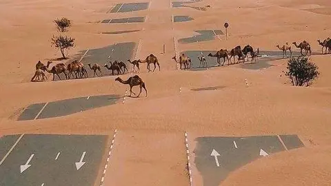 A modo ilustrativo, camellos en una carretera de Emiratos Árabes.