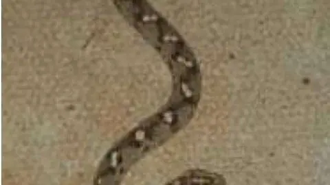 El residente en EAU tomó esta imagen de la víbora.