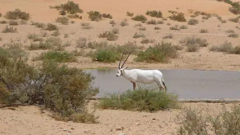 Un órix en Emiratos. (Fuente externa)