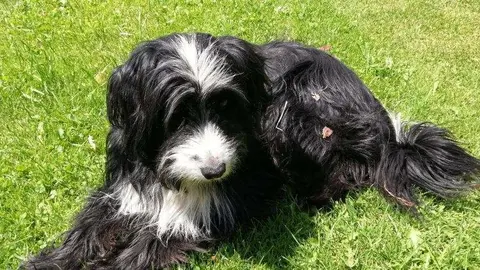 Un perro descansa en el césped. (EL CORREO)