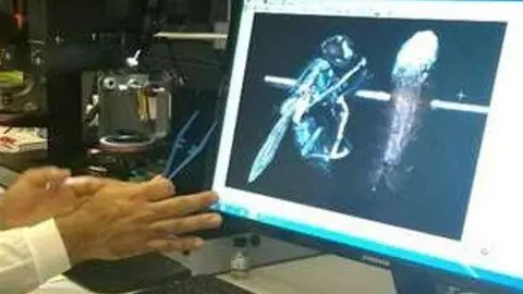 Una imagen de la Policía de Abu Dhabi sobre el estudio de insectos.