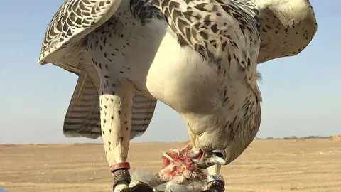 A modo ilustrativo un halcón se alimenta con su presa en EAU. (R. Pérez / EL CORREO)