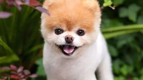 Una imagen de Facebook del perro Boo.