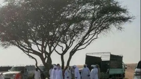 Un árbol en el desierto de Emiratos Árabes. (EL CORREO)