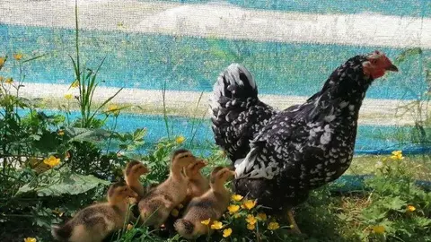 Aves de corral. (EL CORREO)