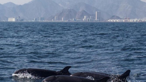 El emirato de Fujairah mostró las imágenes de las falsas ballenas asesinas en Instagram.