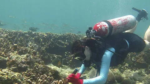 Investigadores de la NYU de Abu Dhabi estudian los corales del golfo. (NYUAD)