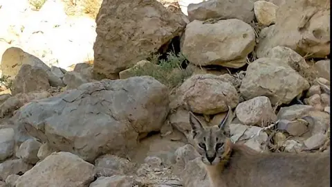 Imagen diurna del caracal árabe registrada por la Agencia de Medio Ambiente de Abu Dhabi.