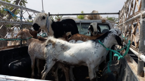 Ganado en Emiratos Árabes. (EL CORREO)